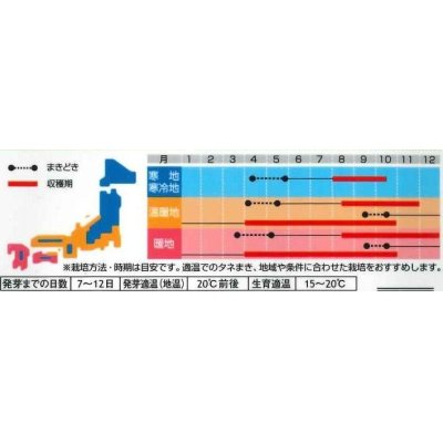 画像3: [ハーブの種]　チャイブ　　約250粒　サカタのタネ　実咲