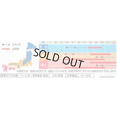 画像3: [ハーブの種] チャイブ 約250粒 (株)サカタのタネ 実咲250(003185)