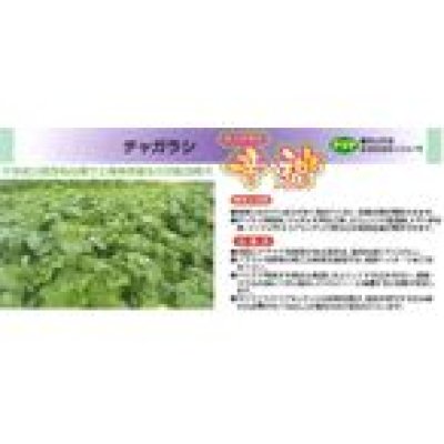 画像3: [緑肥]　チャガラシ　辛神　500g　雪印種苗(株)