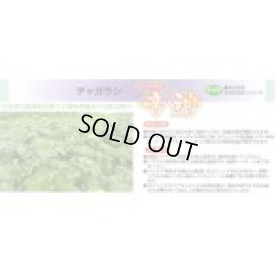 画像3: [緑肥] チャガラシ 辛神 500g 雪印種苗(株)