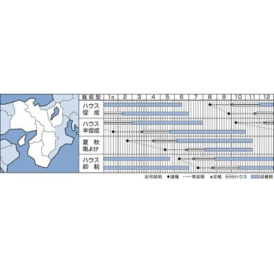 画像2: [トマト/ミニトマト]　千果　100粒　タキイ種苗（株）