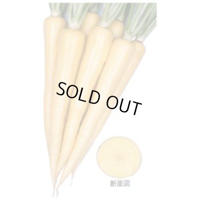 画像3: 送料無料　[人参]　クリームハーモニー　1000粒　丸種(株)