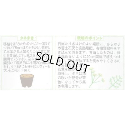 画像2: 送料無料　[ハーブの種]　ディル(イノンド)約700粒　(株)サカタのタネ　実咲（003186）