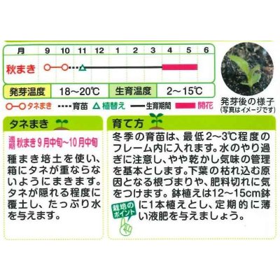 画像2: 送料無料　花の種　フェリシア　スプリングメルヘン　0.4ml　タキイ種苗(株)NL200
