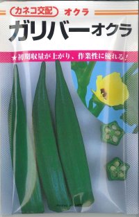 [オクラ]　ガリバー　6.4ｍｌ　カネコ交配