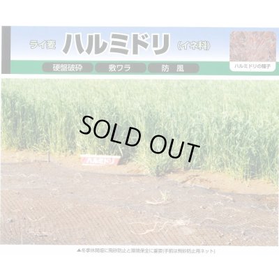 画像4: [緑肥]　ハルミドリ　1kg　カネコ種苗(株)