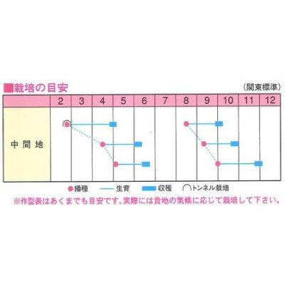 画像2: [かぶ]　まるちゃん（こかぶ）1000粒　渡辺農事（株）