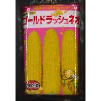 [とうもろこし]　ゴールドラッシュネオ　2000粒　サカタ交配　