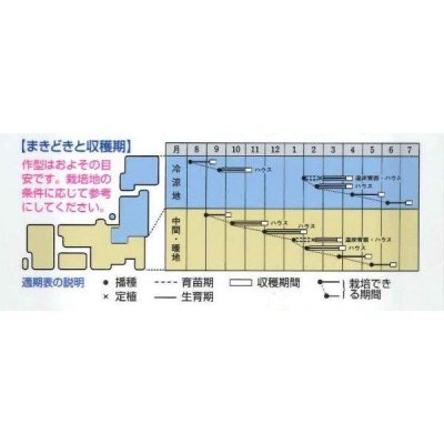 画像2: [シーダー種子]　みずな　紅法師　1粒×5cm間隔