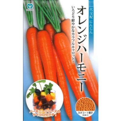 画像2: [シーダー種子]　にんじんオレンジハーモニー　1粒×6cm間隔