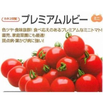 画像2: [トマト/ミニトマト]　送料無料！　プレミアムルビー　1000粒　　カネコ交配　