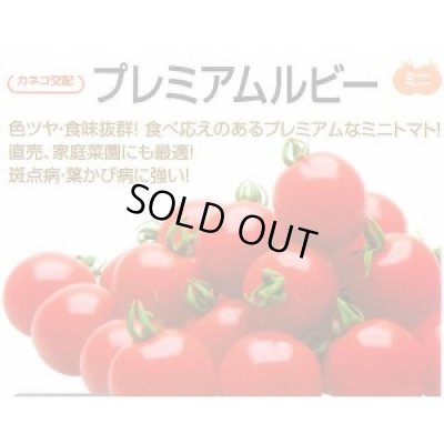 画像2: 送料無料　[トマト/ミニトマト]　プレミアムルビー　1000粒　カネコ種苗（株）