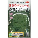 送料無料　[ブロッコリー]　グランドーム　ぺレット種子　125粒　(株)サカタのタネ   実咲550（003176）