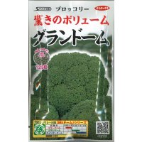 [ブロッコリー]　グランドーム　ぺレット種子　125粒 　実咲シリーズ　サカタ交配　