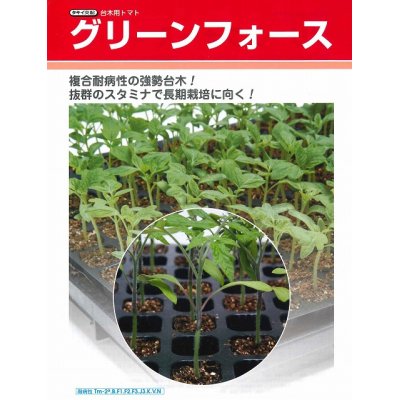 画像2: [台木/トマト用]　送料無料！　グリーンフォース　 1000粒　タキイ種苗（株）