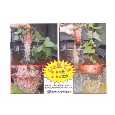 画像4: 肥料　発根力　1L　株式会社サングリーンオリエント