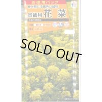 花の種　お徳用パック！ 景観用　花菜　京都伏見寒咲　20ml タキイ種苗（株）