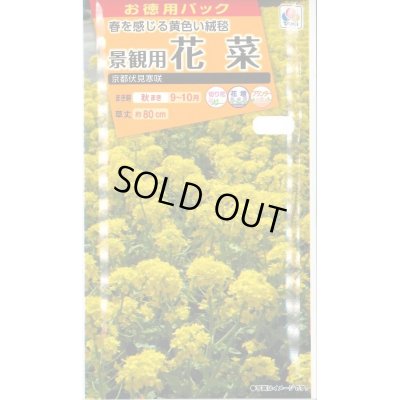 画像1: 花の種　お徳用パック！ 景観用　花菜　京都伏見寒咲　20ml タキイ種苗（株）