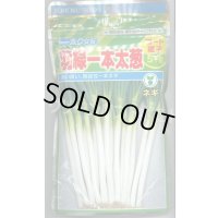 [ねぎ] 羽緑一本太葱 ペレット種子 5000粒 (株)トーホク