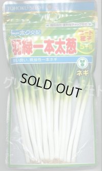 [ねぎ] 羽緑一本太葱 ペレット種子 5000粒 (株)トーホク