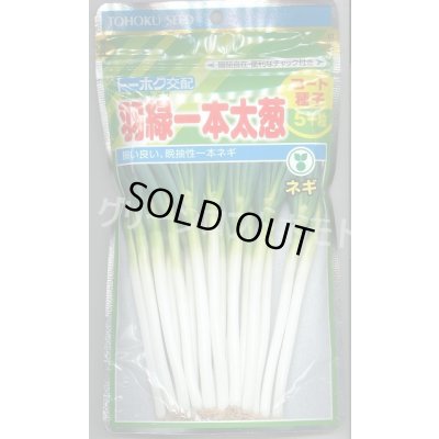 画像1: [ねぎ] 羽緑一本太葱 ペレット種子 5000粒 (株)トーホク