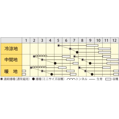 画像4: [人参]　クリームハーモニー　1000粒　丸種（株）