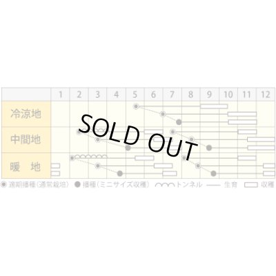 画像4: 送料無料　[人参]　クリームハーモニー　1000粒　丸種(株)