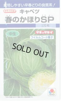 [キャベツ]　春のかほりSP   2000粒　　タキイ種苗（株）