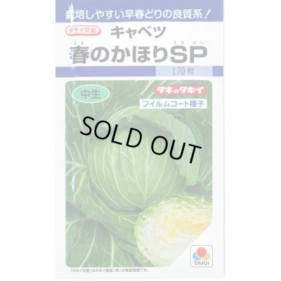 画像1: 送料無料　[キャベツ]　春のかほりSP　2000粒　タキイ種苗(株)