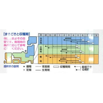 画像3: [キャベツ]　YR春空　2000粒 貴種（コートしてません）　タキイ種苗（株）