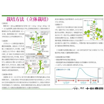 画像3: 送料無料　[メロン]　ハスキー　7粒　（株）大和農園