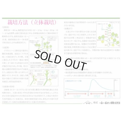 画像3: [メロン] ハスキー 7粒 （株）大和農園