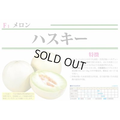 画像2: 送料無料　[メロン]　ハスキー　7粒　(株)大和農園