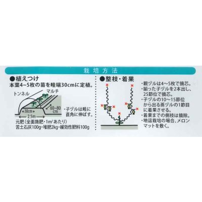 画像5: 送料無料　[メロン]　ハスキー　7粒　（株）大和農園