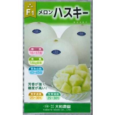 画像1: 送料無料　[メロン]　ハスキー　7粒　（株）大和農園