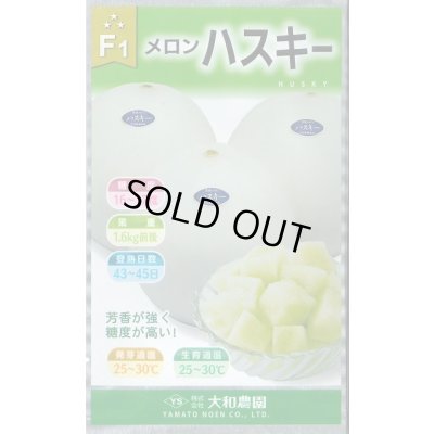 画像1: 送料無料　[メロン]　ハスキー　7粒　(株)大和農園