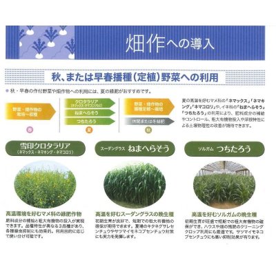 画像6: [緑肥]　クロタラリア　ネマックス　1kg　雪印種苗(株)