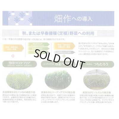 画像6: [緑肥]　クロタラリア　ネマックス　1kg　雪印種苗(株)