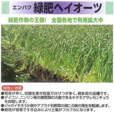 画像3: [緑肥]　エンバク　ヘイオーツ　1kg　雪印種苗(株)