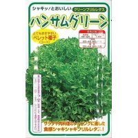 [レタス]　ハンサムグリーン　100粒　横浜植木（株）