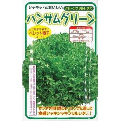 画像1: [レタス]　ハンサムグリーン　100粒　横浜植木（株）