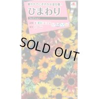 送料無料　花の種　ひまわり　コレクション　小袋　タキイ種苗(株)NL300