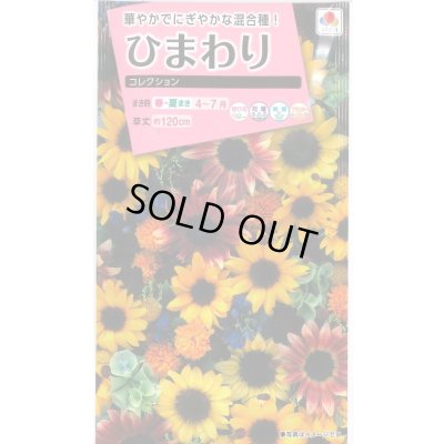 画像1: 送料無料　花の種　ひまわり　コレクション　小袋　タキイ種苗(株)NL300