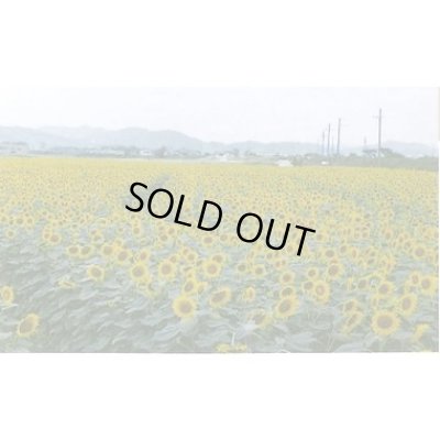 画像2: [景観形成作物]　ヒマワリ　ハイブリッドサンフラワーNEO　200g　カネコ種苗（株）