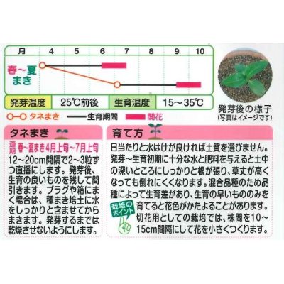 画像2: 花の種　ひまわり　コレクション　小袋　タキイ種苗（株）