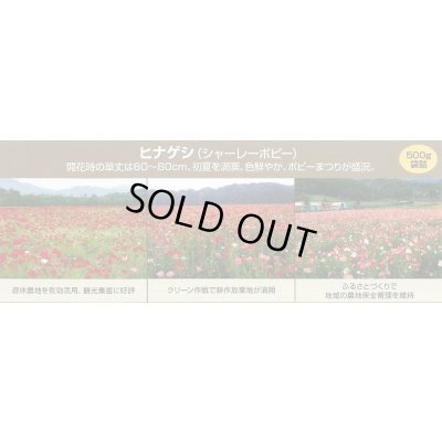 画像5: [景観形成作物]　ヒナゲシ　500g　カネコ種苗（株）