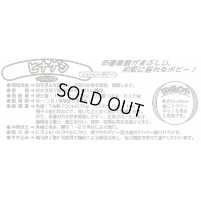 画像4: [景観形成作物]　ヒナゲシ　500g　カネコ種苗（株）