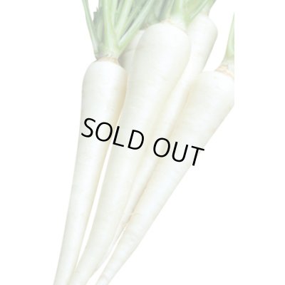 画像4: 送料無料　[人参]　ホワイトハーモニー　1万粒　丸種(株)