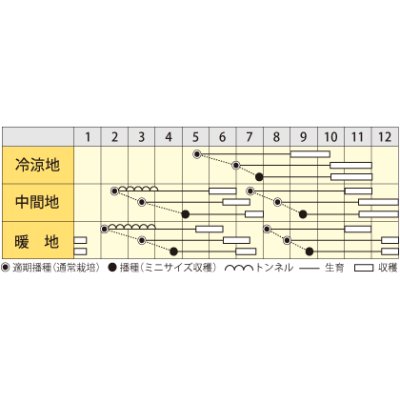 画像3: [人参]　ホワイトハーモニー　1万粒　丸種（株）