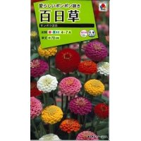 花の種　百日草・サンボウ混合　小袋　タキイ種苗（株）